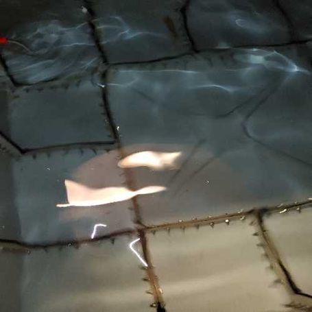 Completed water tank cleaning with certification for managing agent in Leeds